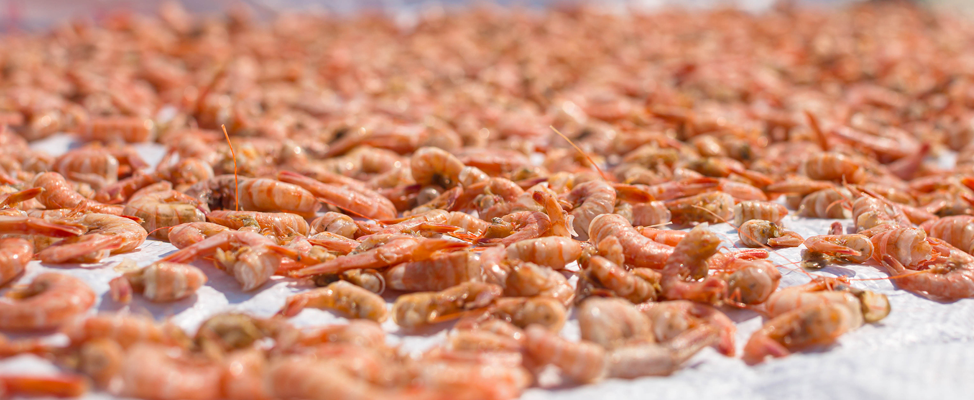 Heap,Of,Fresh,Catch,Of,Shrimp,On,Ice.,Seafood,Market.